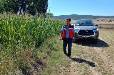 Kütahya’da silajlık mısır kontrolleri 