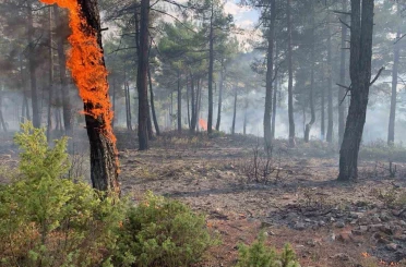 Kütahya’da yıldırım, orman yangınına neden oldu: 8 dekar alan zarar gördü 