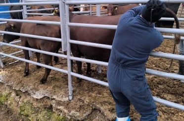 Kütahya’ya Brezilya’dan gelen ithal gebe düveler sağlık kontrolünden geçirildi 