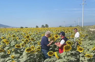 Kuyucak’ta ayçiçeği tarlaları denetlendi