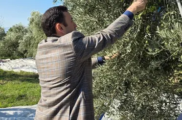 Kuyucak’ta zeytin bahçelerinde hasat mesaisi
