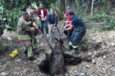 Kuyuya düşen ineği itfaiye kurtardı 