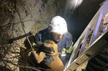 Kuyuya düşen köpeği itfaiye kurtardı 