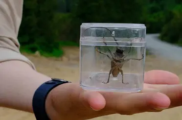 Kuzuyayla’da doğa adım adım tarandı

