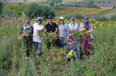 Ladik fasulyesinde hasat zamanı
