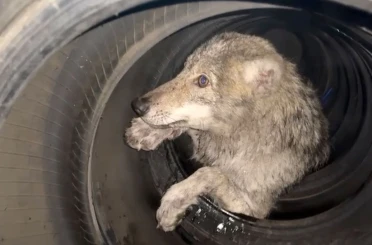 Lastikçiye giren kurt paniğe neden oldu 