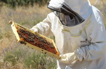 Lavanta bahçeleri hem göze hem damağa hitap ediyor 