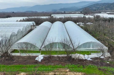 Lodostan zarar gören seralara Büyükşehir desteği 
