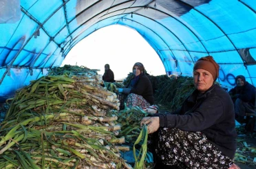 Lüleburgaz’da pırasa hasadı 