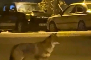 Mahallede yiyecek arayan tilki kamerada 