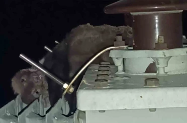 Mahalledeki elektrik kesintisinin sebebi sansar çıktı 