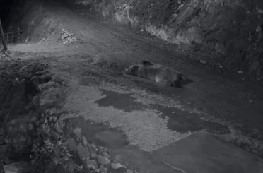 Mahalleliyi canından bezdiren ayının evinin önünde yattığını görünce kamyoneti ile peşine düştü 