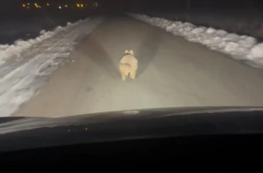 Mahalleye inen kurt, araç önünde kilometrelerce ilerledi 