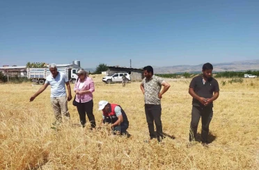 Malatya’da 500 ton nohut rekoltesi bekleniyor 