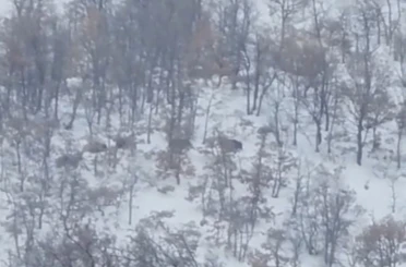 Malatya’da aç kalan domuz ve kurtlar, yerleşim yerlerine indi 