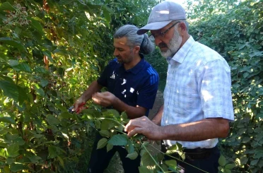 Malatya’da bitkisel üretim çeşitliliğinde üzümsü meyvelerin üretimi yaygınlaşıyor