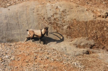 Malatya’da dağ keçileri görüntülendi 
