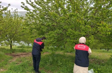 Malatya’da dolu sonrası hasar tespit çalışmaları başlatıldı 