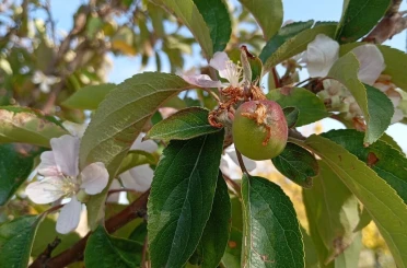 Malatya’da elma ağacı çiçek açıp meyve verdi 