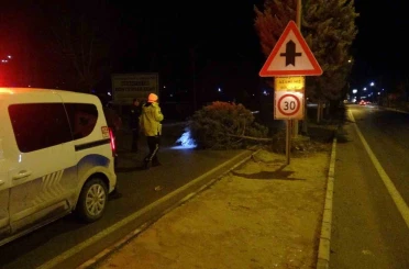 Malatya’da fırtına ağaçları kökünden söktü 