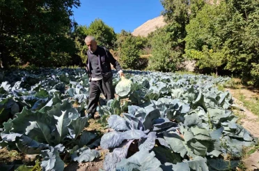 Malatya’da Gökyar lahanasında hasat zamanı 