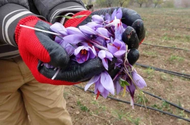 Malatya’da gramı 600 TL olan safran yok satıyor 