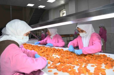 Malatya’da kuru kayısıda 11 ayda 275 milyon dolar gelir elde edildi 