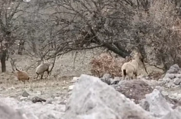 Malatya’da sürü halindeki yaban keçileri görüntülendi 