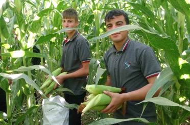 Malatya’da Tarım Lisesi Öğrencileri silajlık mısır hasadına başladı 
