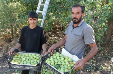 Malatya’da tescilli Akçadağ armudu hasadı başladı: Kilosu 70 TL’den alıcı buluyor 
