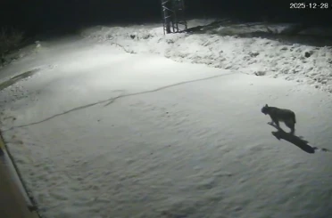 Malatya’da ‘vaşak görüntülendi 