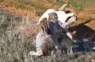Malatya’da vaşak-köpek kavgası kamerada 