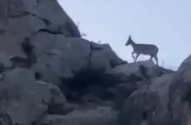 Malatya’da yaban keçileri görüntülendi 