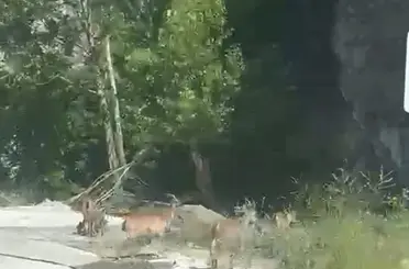 Malatya’da yaban keçileri karayolunda görüntülendi
