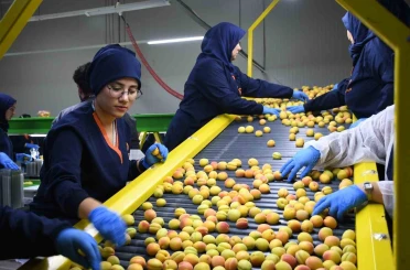 Malatya’da yaş kayısı hasadı ve ihracatı sürüyor 