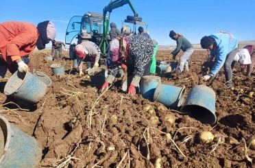 Malazgirt’te ilk defa ekilen patates umut oldu 