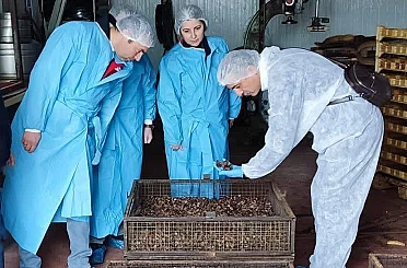 Mama hammadde üretim tesisinde inceleme 