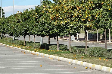 Manavgat’ta fırtına ve yağmur turunçları yollara döktü 