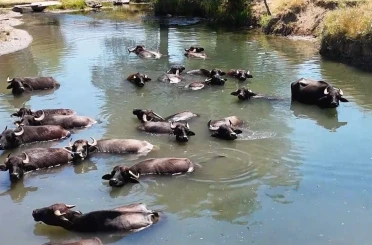 Manda sayısı son 5 yılda yüzde 16 azaldı 