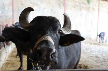 Mandadan gelen altın lezzet 