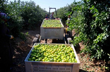 Mandalinada hasat zamanı, verim yüksek: Kilosu 8-15 TL arasında 