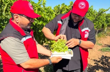 Manisa bağlarında hasat öncesi rekolte saha çalışmaları başladı 