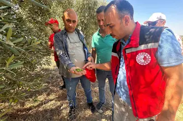 Manisa’da 2026 zeytin ve zeytinyağı rekoltesi sahada belirlenecek