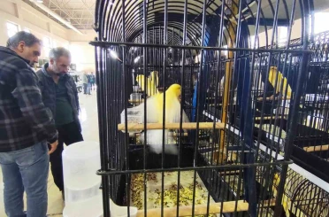 Manisa’da 3 bin kanarya yarıştı 