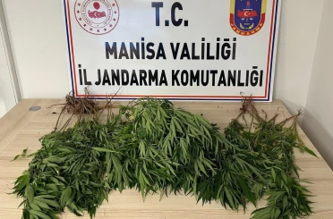 Manisa’da bahçesine kenevir eken kişi tutuklandı 