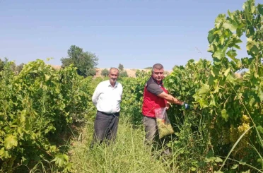 Manisa’da üzüm bağlarında hasat öncesi pestisit denetimi 