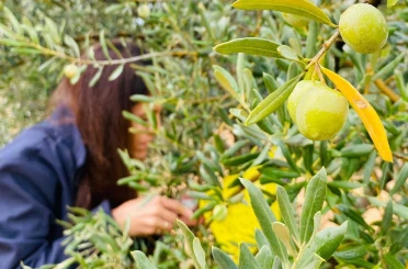 Manisa’da zeytincilere çifte uyarı 