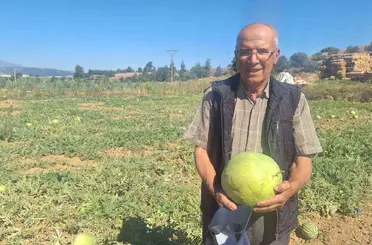 Manisalı çiftçi dede mirası ata tohumu karpuz geleneğini sürdürüyor
