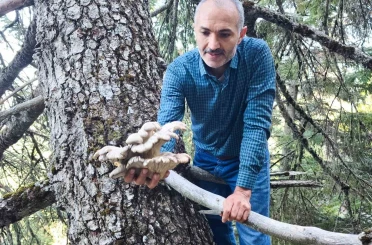 Mantar avcılarının ağaç tepelerinde tehlikeli avı 