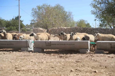 Mardin Büyükşehir Belediyesi 5 ilçede 330 adet sıvat dağıttı 